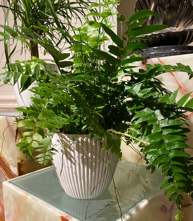 Macho Fern Live Plant in 6in Deco Pot - Nephrolepis biserrata - Indoor Air Purifier - Unique Giant Sword Fern for Home Decor