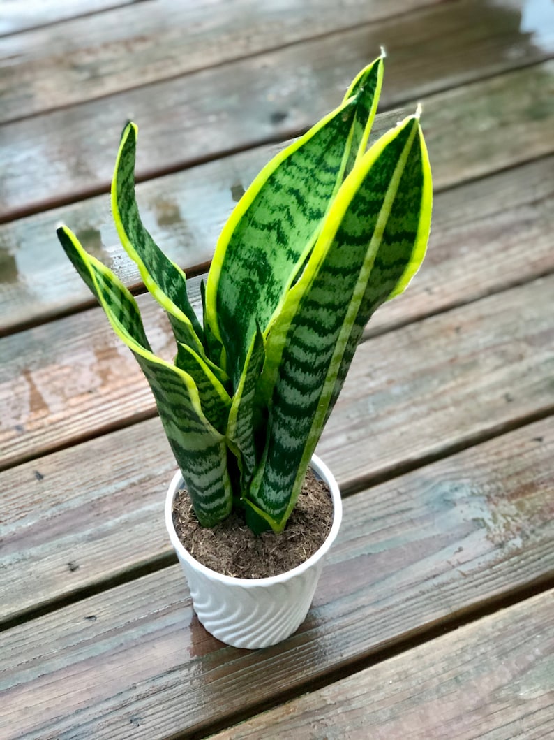 Snake Plant 4.5” Pot, Air Purifying Houseplant, Sansevieria, Low Light Indoor Plant, Easy Care Succulent