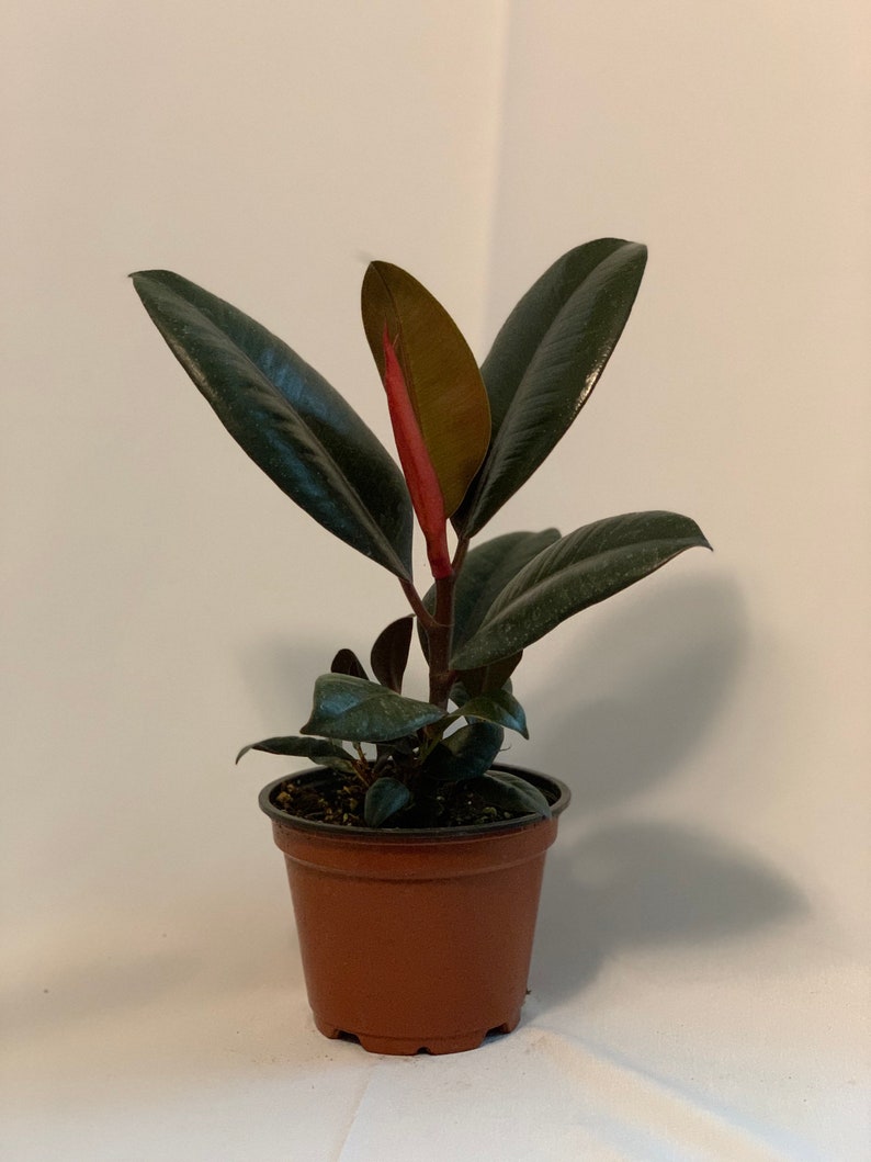 4” Burgundy Rubber Plant - Ficus elastica - Live Indoor Houseplant, Eco-friendly, Fully Rooted