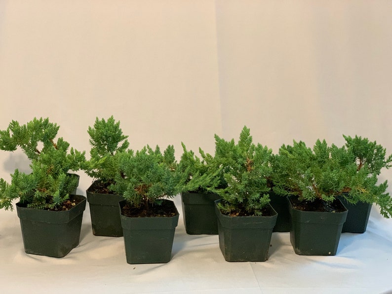 Dwarf Juniper Starter Plant - 3.5 Inch Pre-Bonsai - Procumbens Nana - Hardy Live Plant for Bonsai Gardening