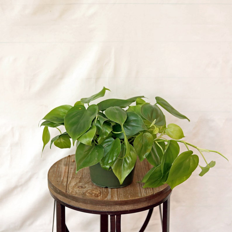 LIVE 6 Inch Pot Philodendron Heartleaf Hederaceum Indoor Plant - Easy Care Houseplant for Home Decor & Gifts