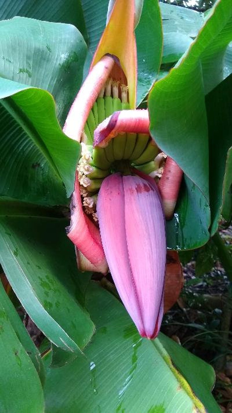 Dwarf Banana Plants - 3 Pack - Truly Tiny (Musa acuminata) - Compact Edible Fruit for Container Gardening