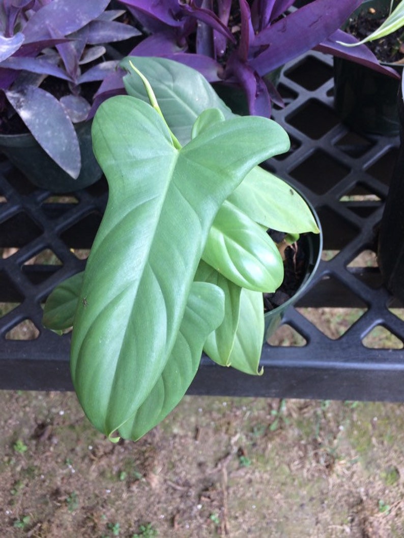 Philodendron Bipennifolium Vining House Plant - Horsehead Philodendron in 5 Inch Pot - Easy Care Tropical Indoor Plant