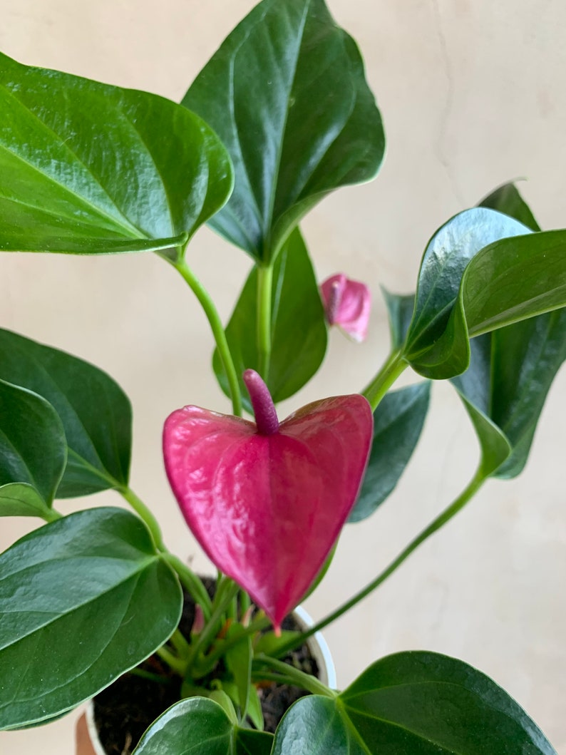 4” Anthurium Cirano Purple Live Plant, Hardy Houseplant with Gorgeous Blooms, Anthurium andraeanum
