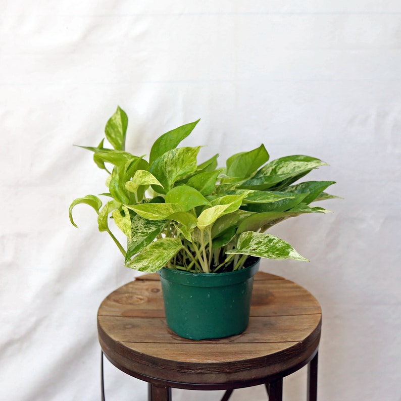 Marble Queen Pothos Plant in 6 Inch Pot - Epipremnum Aureum - Indoor Trailing Vine - Perfect Gift for Teacher, Mom, or Anniversary