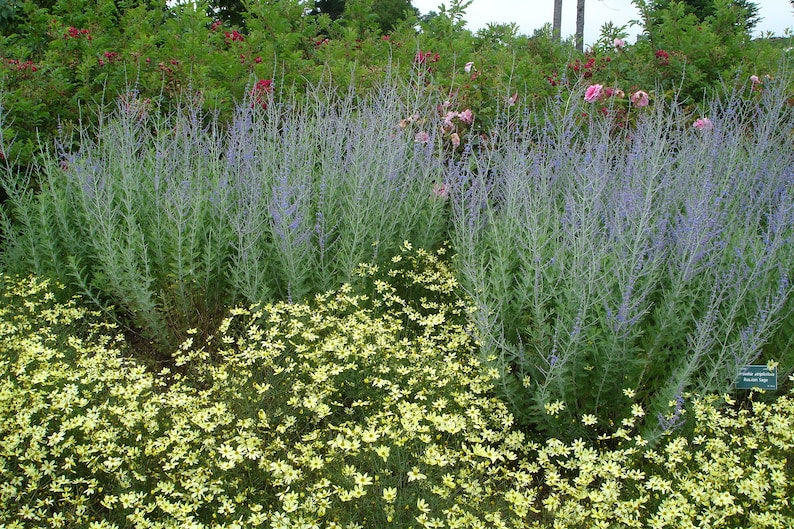 Perovskia 'Little Spire' Live Starter Plant - 3” Pot - Compact Russian Sage - Blue Flowers - Hardy to Zones 5-9