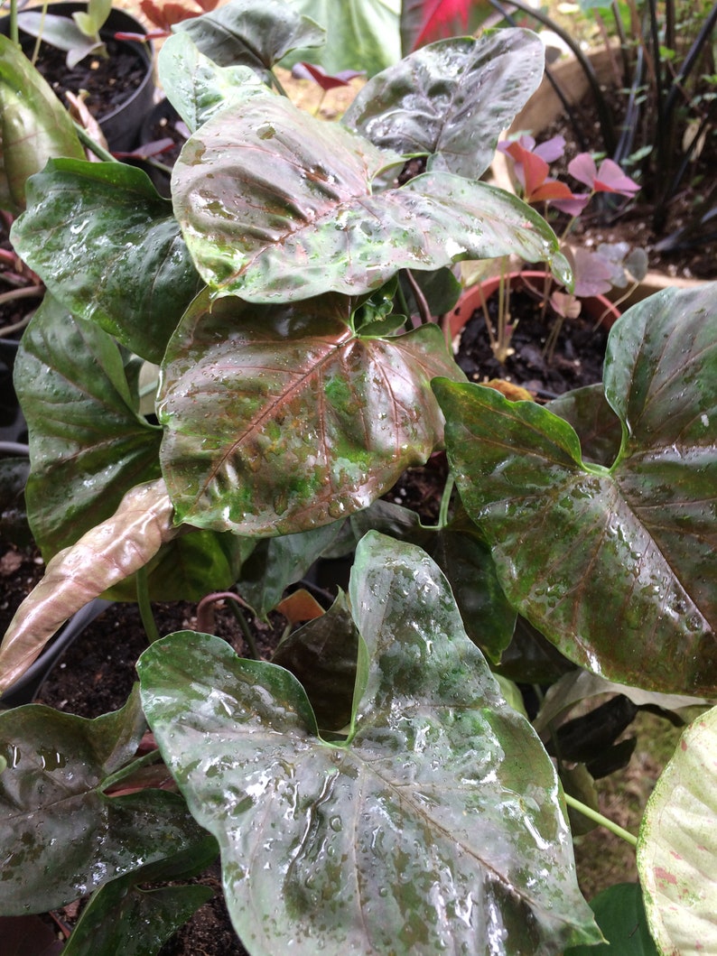 Syngonium Maria Live Plant - Bronze Nephthytis, Easy Care Houseplant with Copper Leaves, Syngonium podophyllum