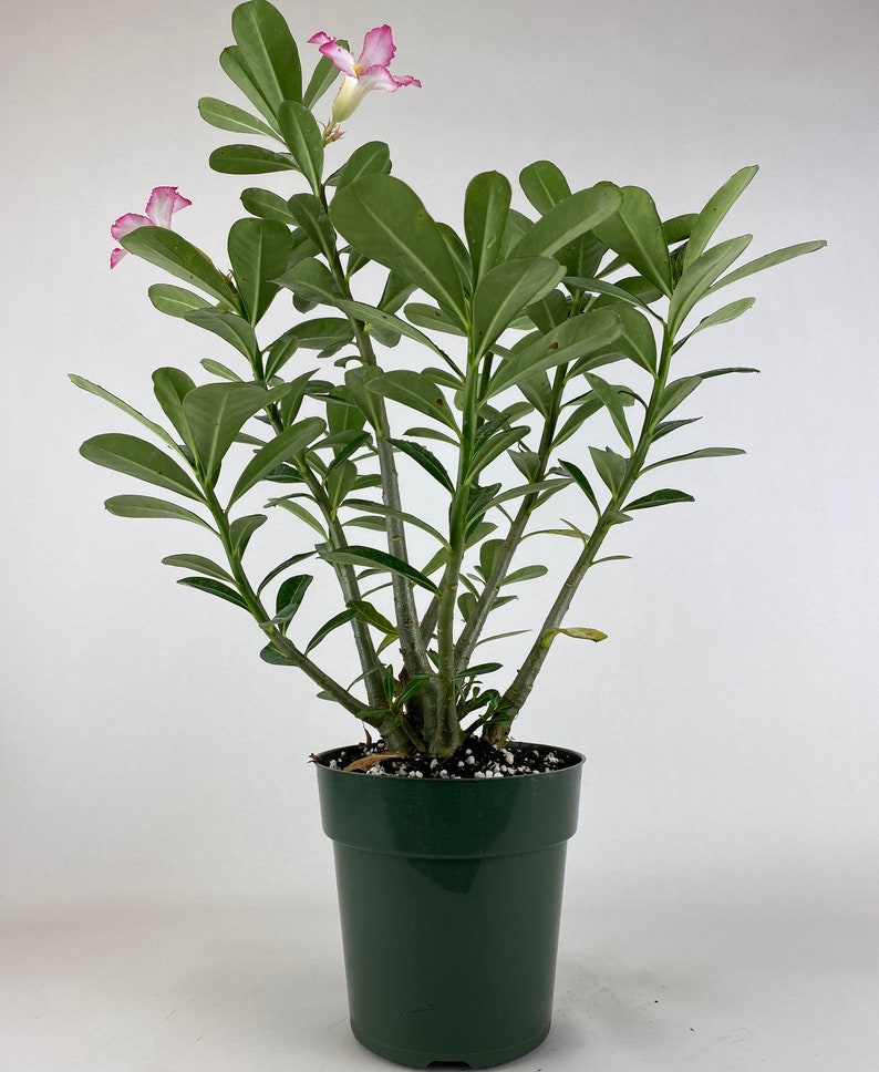 Desert Rose Plant - Adenium obesum - Pink Flowers - Low Maintenance, Drought-Tolerant Indoor/Outdoor Container Plant