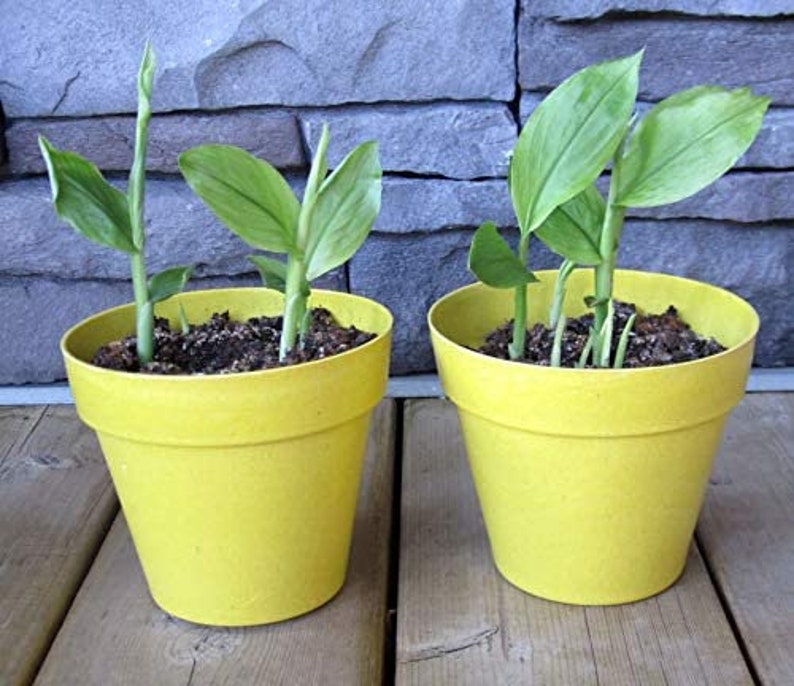 Organic Yellow Turmeric Plant - 2 Curcuma longa Rhizomes - Fresh USA Grown Live Plants for Home Garden