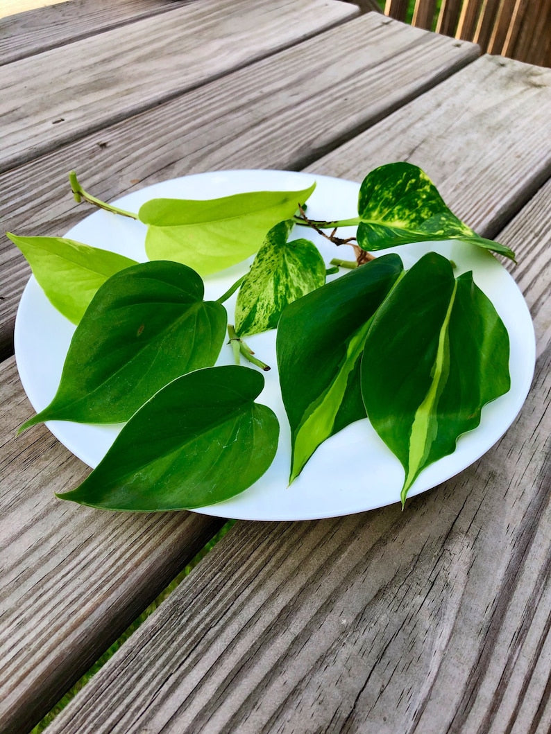 Rare Pothos & Philodendron Cuttings Set - Brazil, Golden, Neon, Jade - Indoor Houseplants - Easy Care - Perfect for Plant Lovers