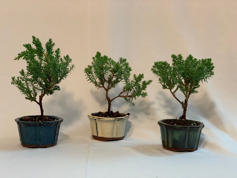 Petite Juniper Bonsai Trio - 1-2 Years, Juniper Procumbens Nana, Outdoor Starter Bonsai, Eco-Friendly Pots in White, Blue, Green