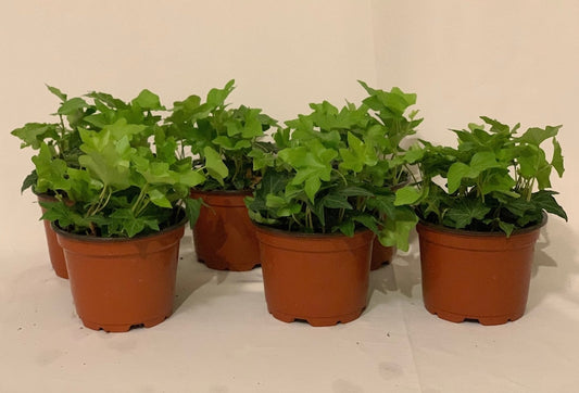 6 pk 3.5 inch Green English Ivy Plants - Hedera helix - Evergreen Climbing Vine - Indoor Outdoor Houseplant