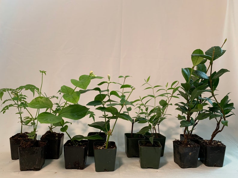 Jasmine Plant Combo 12 Pack - 3 Star, 3 Carolina, 3 Polyanthum, 3 Sambac - Live Plants - Eco-Friendly Shipping