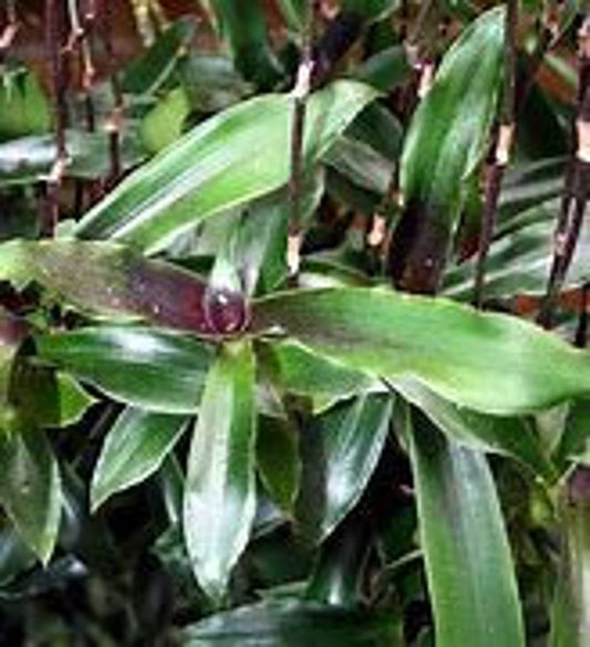 Callisia Fragrans Basket Plant - Easy Care House Plant, Grandfather's Pipe, 5 Inch Pot, Perfect for Beginners