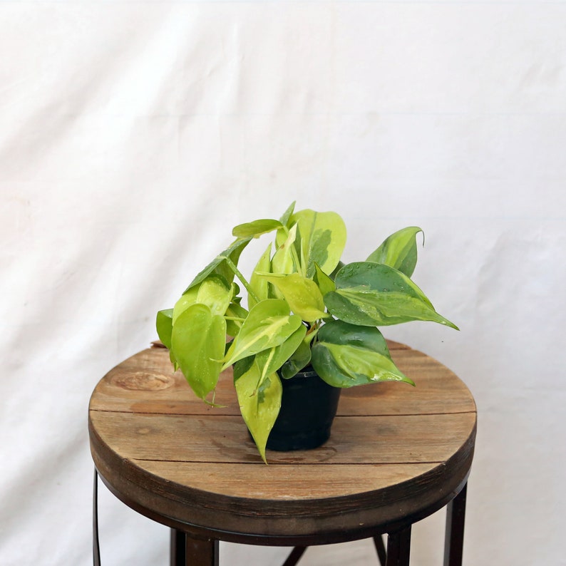 LIVE 4 Inch Brazilian Philodendron Scandens, Heart-Shaped Leaves, Sweetheart Plant, Philodendron Brasil