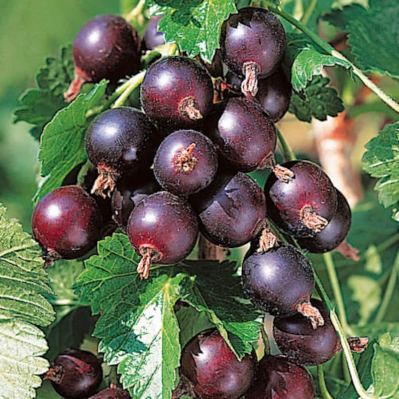 Jostaberry Live Plant - Edible Gooseberry Currant Cross - Self-Pollinating - Zones 3-8 - High Vitamin C - Thornless Shrub