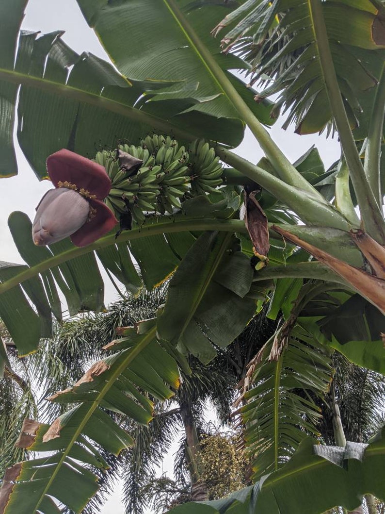 Saba Banana Tree Pup - 2-3 Feet Tall - Musa Acuminata x Balbisiana - Vigorous Grower for Shade and Fruit Production