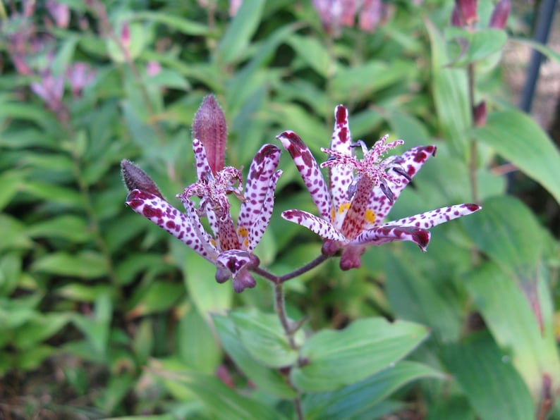 Japanese Toad Lily Plant - 3” Pot - Tricyrtis 'Sinonome' - Perennial - Deer Resistant - Fall Bloomer - Moisture Loving