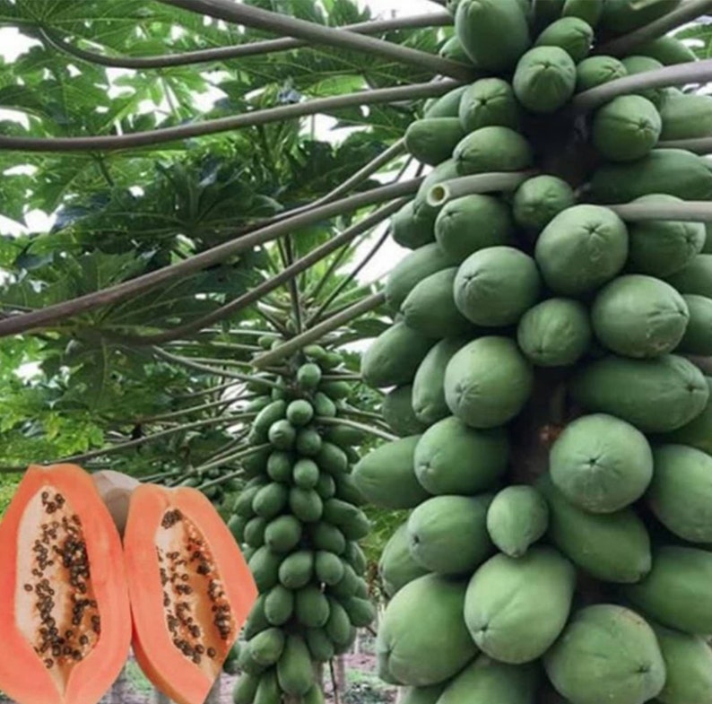 Strawberry Red Papaya Seeds 30 Pack - Solo Sunrise Variety - Carica papaya - High Germination, Hawaiian Origin, Worldwide Shipping