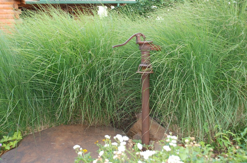 Miscanthus 'Gracillimus' Live Starter Plant - Ornamental Perennial Grass - 6-10” Tall - Silver-Veined Green Leaves - Hardy to Zone 5