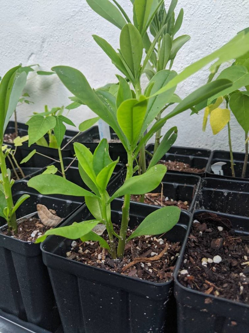 Surinam Spinach Plant Pack of 3 - Talinum Fructicosum Ceylon - Nele Basale - Tahitian Spinach for Salad Garden