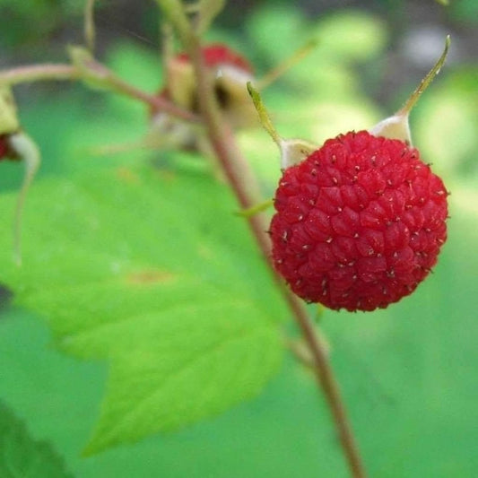 Thimbleberry Raspberry Starter Plant - Thornless, Rooted, Self-Pollinating - Rubus parviflorus - Zones 3-8, Summer Fruiting