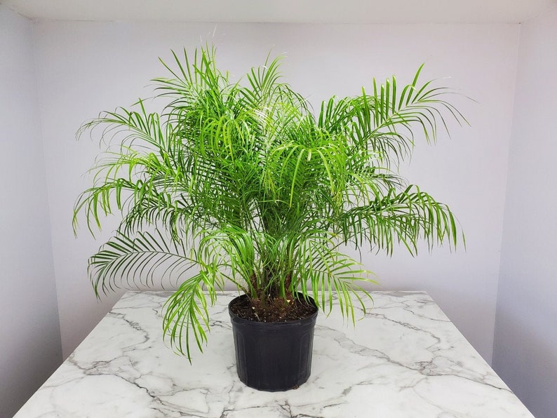 Roebelenii Palm Tree Plant - 7 Gallon Pot - Pygmy Date Palm - Tropical Plants of Florida - Live Indoor/Outdoor Plant