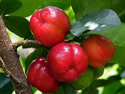 Barbados Cherry Tree Live Plant 4-6" Acerola Cherry Acerola Fruit Tree - Vitamin C Rich Plant for Home Garden