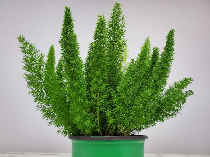 Foxtail Fern 12" to 14" Tropical Plant in 1 Gallon Pot - Asparagus densiflorus - Ideal Indoor/Outdoor Accent Plant