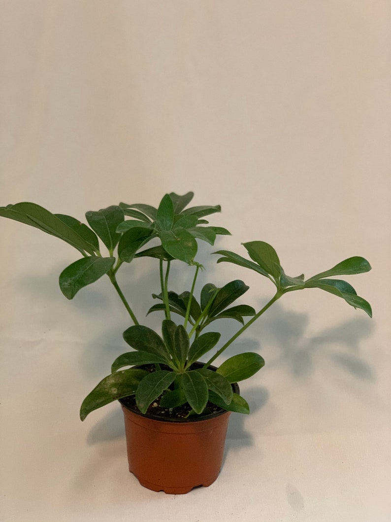 4” Umbrella Plant - Schefflera - Live Indoor Houseplant - Eco-Friendly