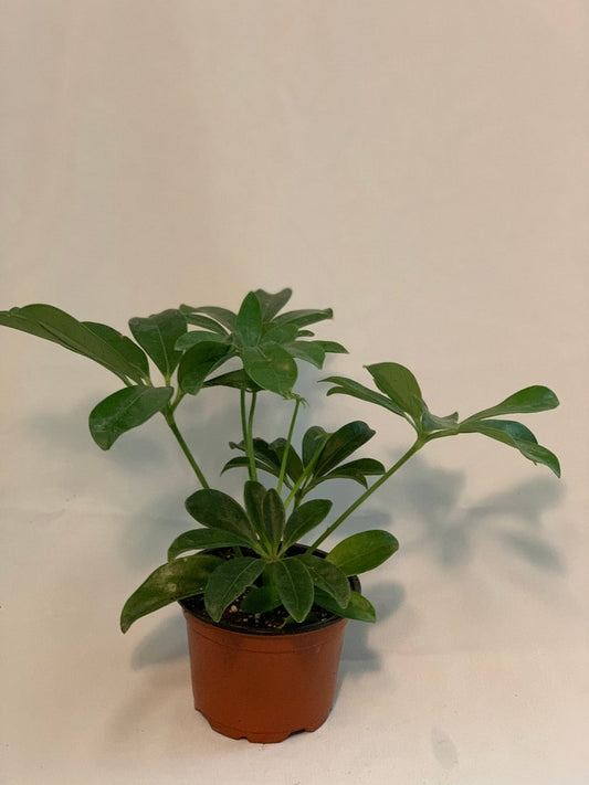 4” Umbrella Plant - Schefflera - Live Indoor Houseplant - Eco-Friendly
