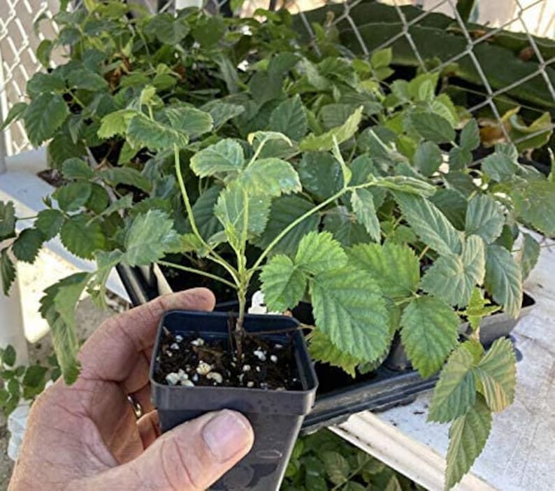 Boysenberry Live Plant Starter Pot Mix - Raspberry, Blackberry, Loganberry, Dewberry - Home Garden Fruit Tree