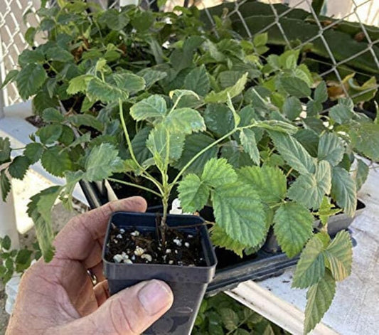 Boysenberry Live Plant Starter Pot Mix - Raspberry, Blackberry, Loganberry, Dewberry - Home Garden Fruit Tree