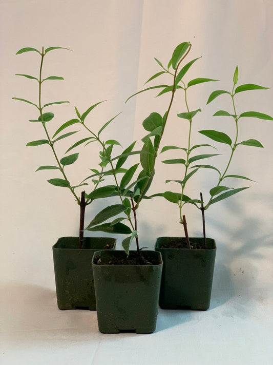 2” Carolina Jasmine 3-Pack - Gelsemium sempervirens - Fast Growing Twining Vine with Fragrant Yellow Flowers
