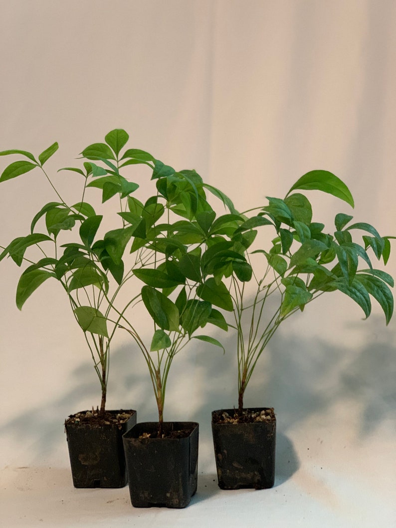 Nandina domestica 'Fire Power' Live Plants 2” 3-Pack - Colorful Foliage, Hardy Shrubs for Garden Landscaping