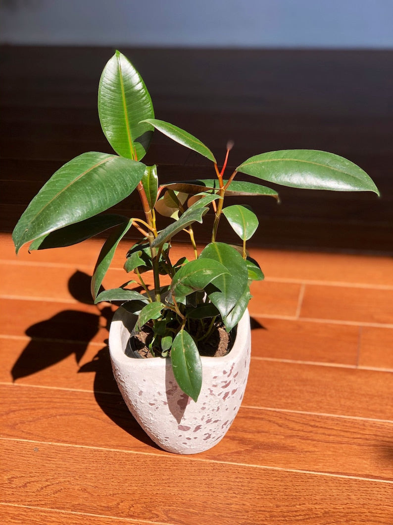 Rubber Tree - 4” Pot Indoor Plant - Ficus Elastica Burgundy - Easy Care Houseplant - Elegant Home Decor Gift Plant