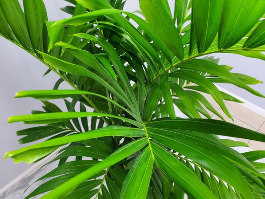 Adonidia Christmas Palm Tree Plant - 7 Gallon Tropical Foliage - Live House Plant - Christmas Palm - Adonidia merrillii