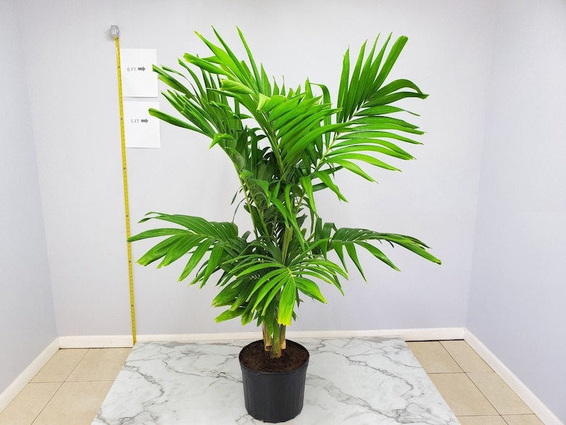 Christmas Palm Tree Plant - 7 Gallon Adonidia Palm - Live Tropical Plant for Outdoors - Christmas Adonidia (Adonidia merrillii)