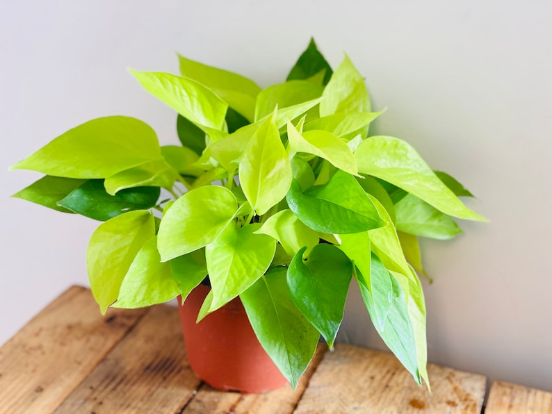Neon Pothos Plant - 3in Easy Care Vine - Bright Yellow-Green Leaves - Epipremnum Pinnatum - Indoor Houseplant