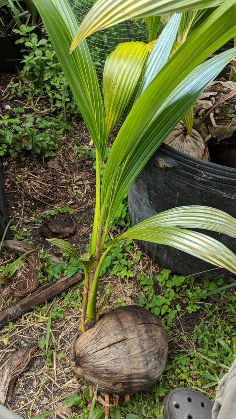 Coconut Tree Seedling - Golden Thai & Florida Golden Varieties - Cocos nucifera - Almost 1 Year Old, Sprouted Coconut Plant