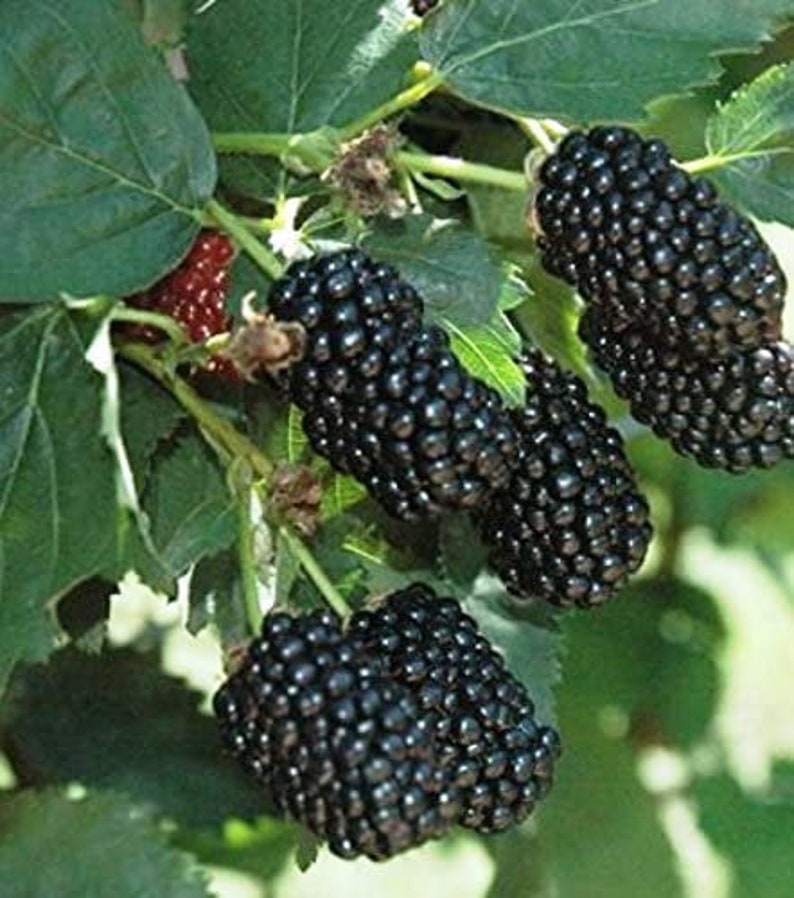 Blackberry Plant Starter 4-6 inch Prime Ark Freedom Thornless Rubus fruticosus - Live Fruit Plant for Home Garden