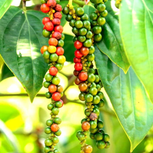 Black Pepper Plant - Starter Size - Piper Nigrum - Grow Your Own Peppercorns - Aromatic Spice Plant for Home Gardening