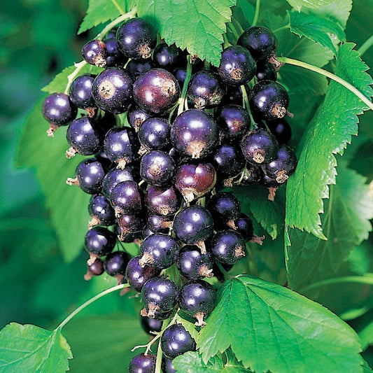 Ben Lomond Black Currant Starter Plant, Edible Shrub, Live Rooted, Self-Pollinating, Ribes nigrum, Zones 3-7