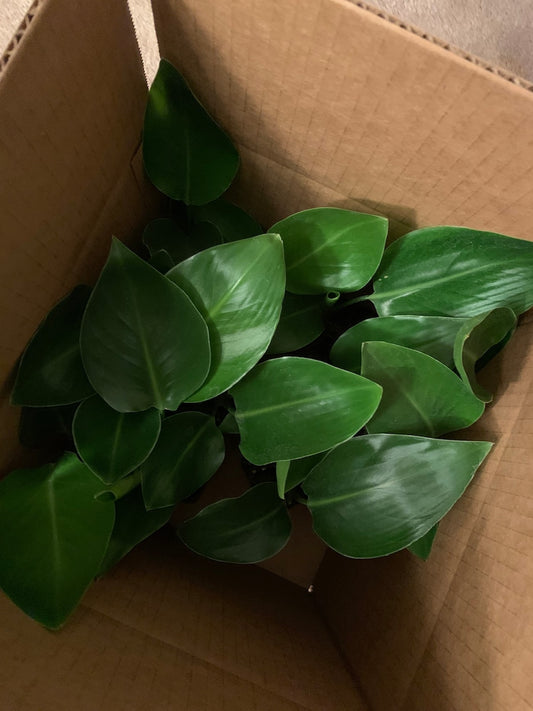 12 Individual White Bird of Paradise Plants in Rose Pots - Strelitzia Nicolai - Live Indoor Houseplants