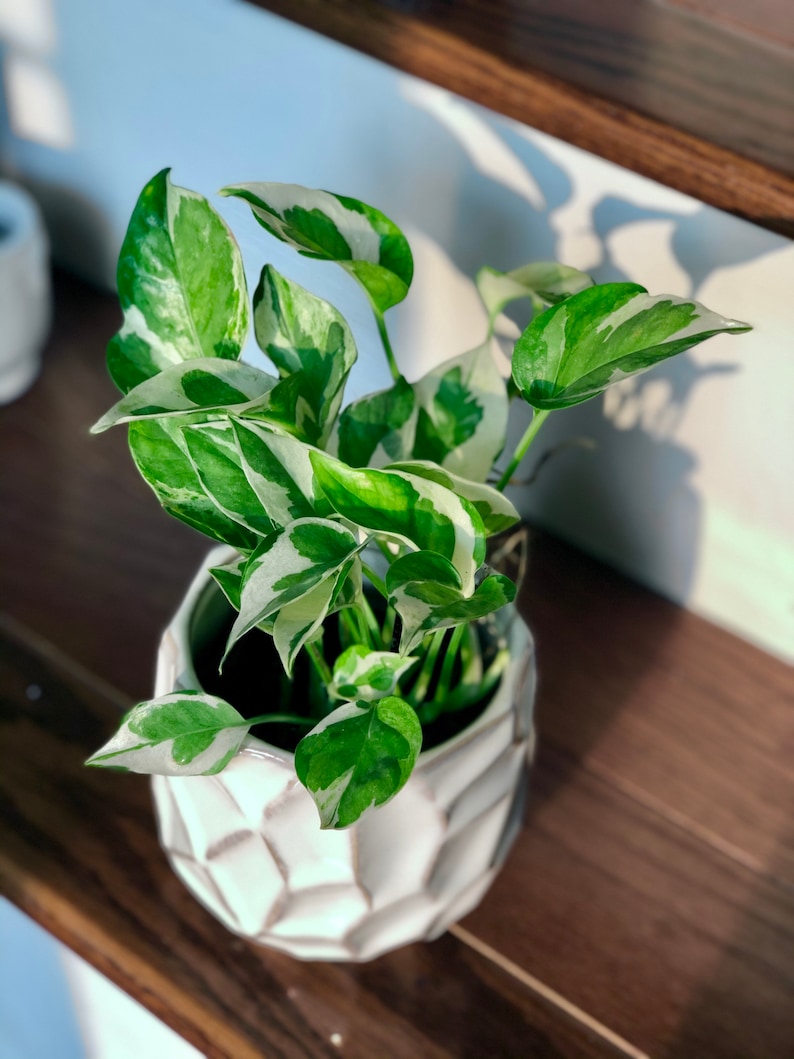 N'Joy Pothos Cuttings - Variegated Indoor Vine Plant - Easy Care Houseplant - Rare Low Light - Epipremnum aureum