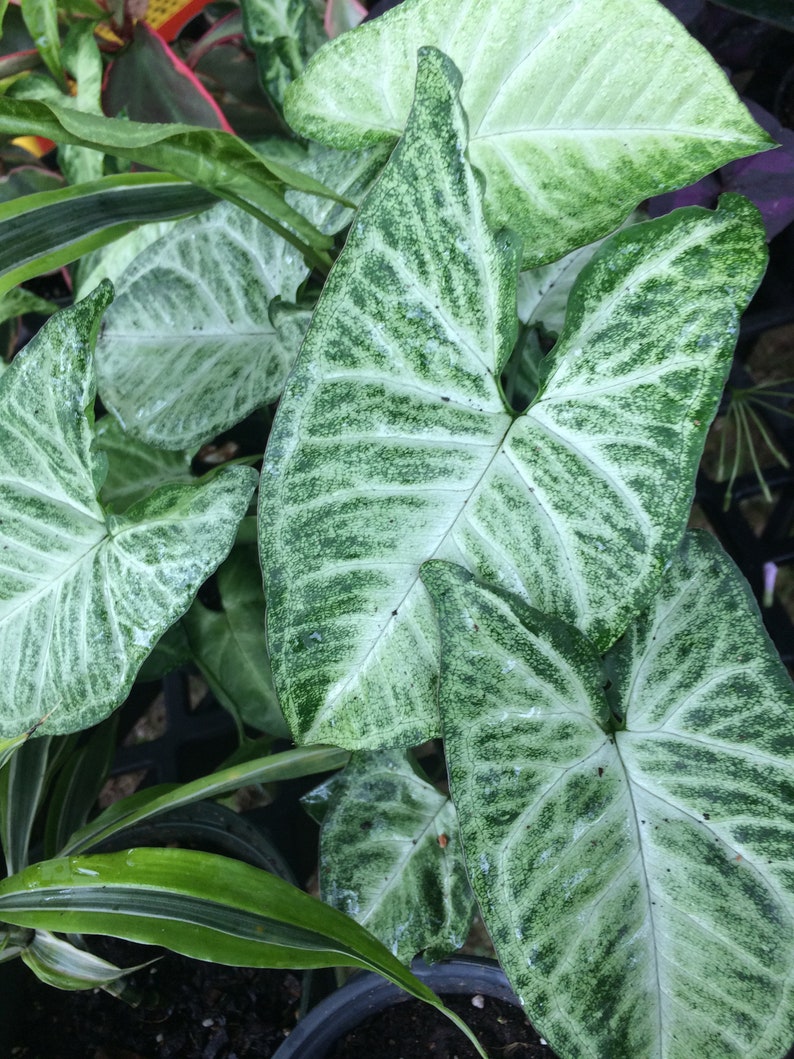 Variegated Arrowhead Plant - 5 Inch Pot - Green & White Syngonium (Nephthytis) - Easy Care Houseplant