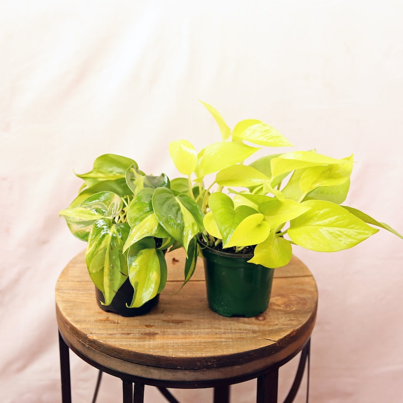 LIVE Indoor Plant Combo - 4" Brazilian Philodendron & Neon Pothos - Trailing Vine Plants - Air Purifying Foliage - Philodendron spp. & Epipremnum aureum