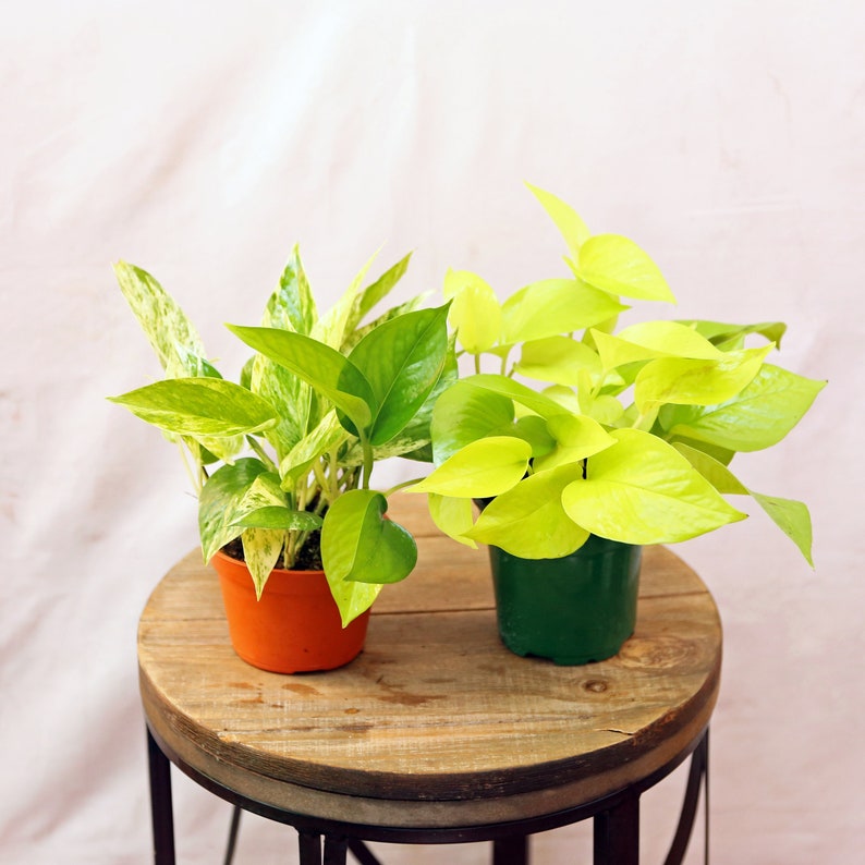 LIVE Combo 4-inch Pots Marble Queen Pothos & Neon Pothos Indoor Houseplants - Epipremnum aureum, Perfect Gift for Plant Lovers