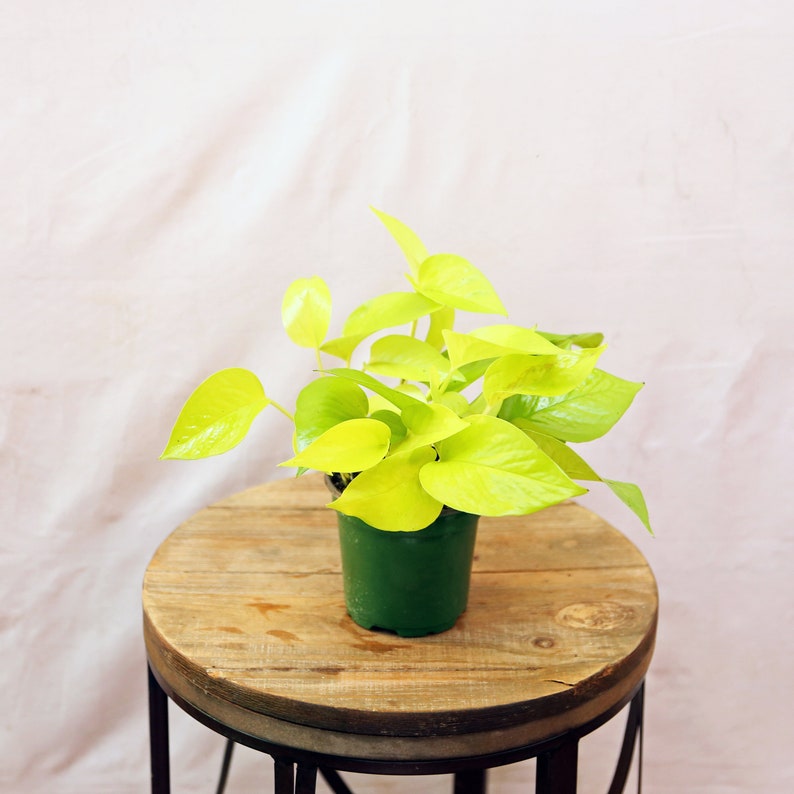 LIVE 4 Inch Neon Pothos Plant | Epipremnum Aureum Neon | Indoor Trailing Houseplant | Green Wall Decor | Sympathy Gift
