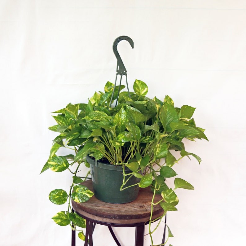 Golden Pothos Hanging Basket 8 Inch Variegated Houseplant (Epipremnum aureum) - Easy Care Evergreen Wall Decor